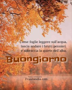 Come foglie leggere sull'acqua, lascia andare i brutti pensieri e abbraccia la quiete dell'alba. Buongiorno.