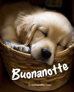 Buonanotte.