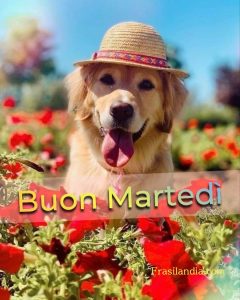 Buon martedì